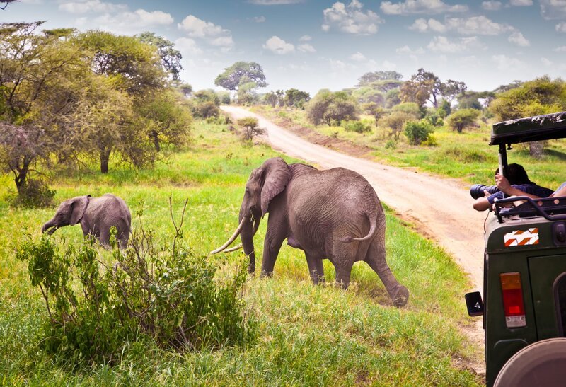 Elephants family on pasture in African savanna . Tanzania, Africa. – Bild: hr-fernsehen