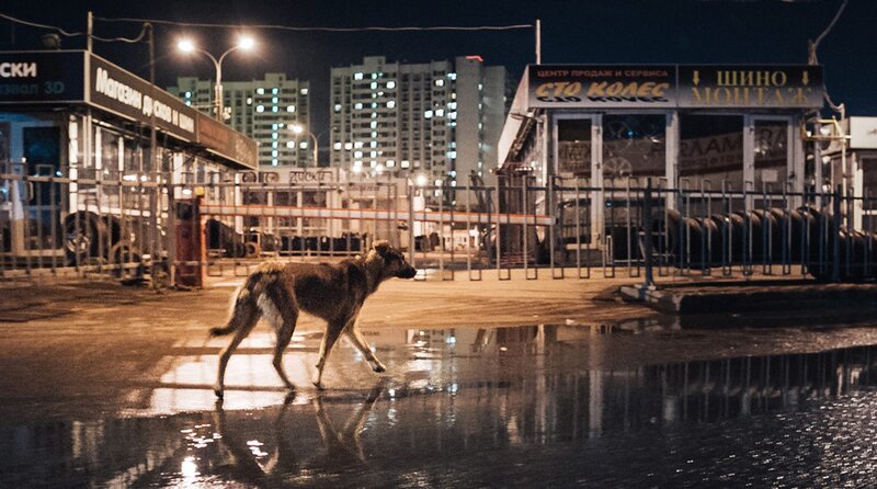 „Space Dogs ist voller Bilder einer anderen Welt“ – so die New York Times. Die streunende Hündin Laika (Foto) wurde als erstes Lebewesen ins All geschickt – und damit in den sicheren Tod. Einer Legende nach kehrte sie als Geist zur Erde zurück und streift seither durch die Straßen von Moskau. Laikas Spuren folgend und aus Perspektive der Hunde gedreht, begleitet der Film die Abenteuer ihrer Nachfahren. – Bild: NDR/​rbb/​RAUMZEITFILM/​IT WORKS!