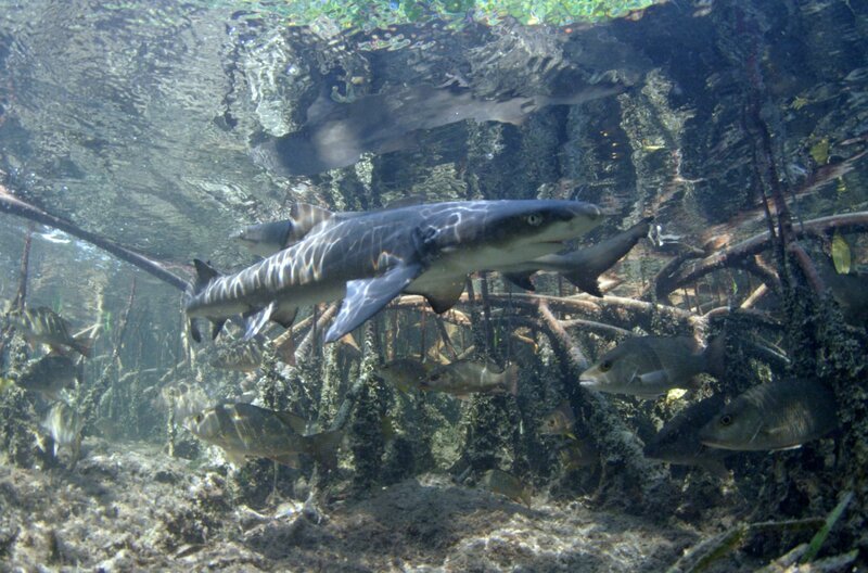 Zitronenhaie lieben die ruhigen Gewässer der bahamaischen Mangroven: Die Weibchen kommen dorthin, um zu gebären. Es ist der gleiche Ort, an dem auch sie geboren wurden. – Bild: Duncan Brake /​ © Duncan Brake