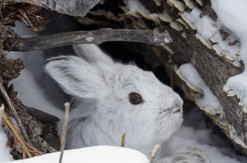 Ein Schneeschuhhase mit weißem Winterfell – Bild: TMFS/​Remarkable Rabbits/​Caitlin McManus /​ Ein Schneeschuhhase mit weißem Winterfell