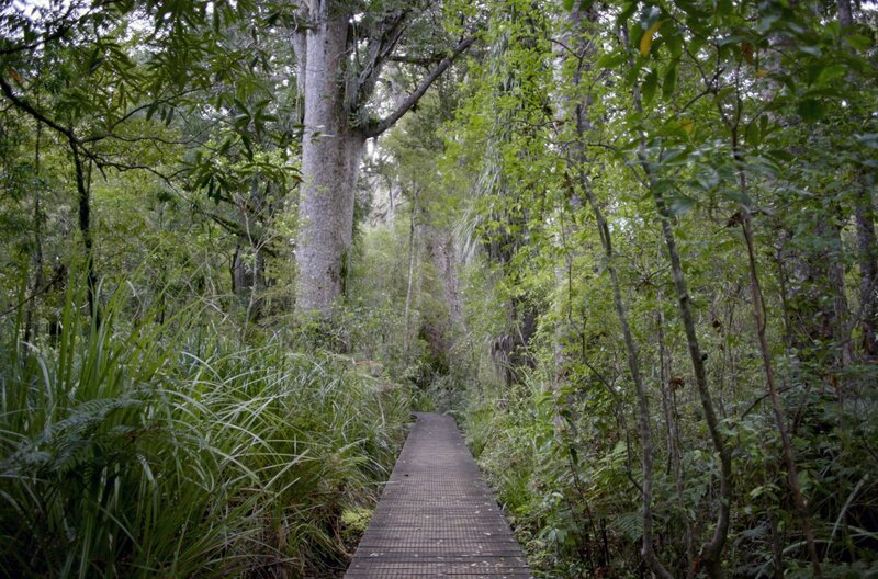 Ein Holzsteg führt Wanderer durch den Kauri-Wald. – Bild: Zorn Production International /​ Ein Holzsteg führt Wanderer durch den Kauri-Wald.