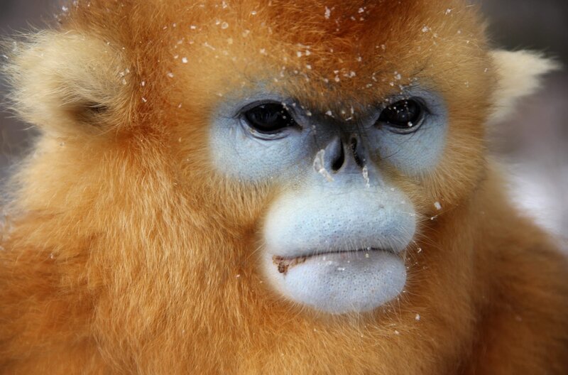 CHINA- Here in the high altitudes of southern China there is a truly strange species of primate adapted to the cold climate; Golden Snub-nosed Monkeys. It is thought that the monkey’s snub nose evolved to help avoid frostbite and their dense fur locks-in body heat. – Bild: arte