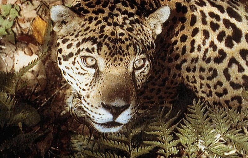 Jaguar – Bild: SF DRS