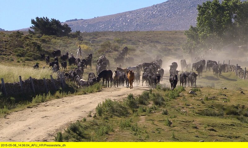 Schafe, Rinder und Canadas – Bild: HR/​corvusFilm