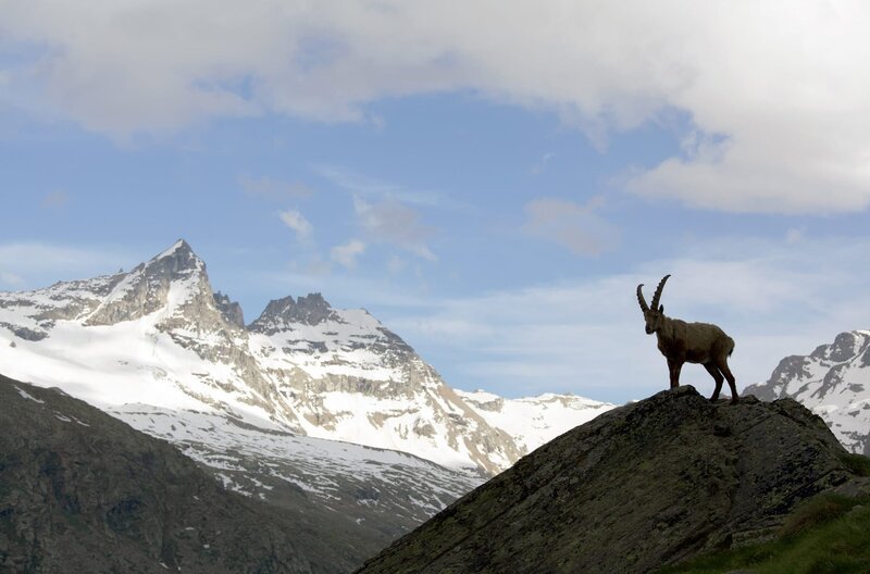 Auf 4.000 Meter Höhe im Nationalpark Gran Paradiso in den italienischen Alpen erstreckt sich, umgeben von riesigen Gletschern und ausgedehnten Wäldern, das Reich des Alpensteinbocks. – Bild: arte