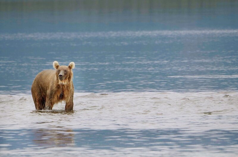 Ein vier oder fünf Jahre alter Grizzlybär auf der Jagd nach Lachsen am Lake Nerka im Westen Alaskas – Bild: ZDF /​ © Simone Stripp/​Prospekt TV /​ © Simone Stripp/​Prospekt TV
