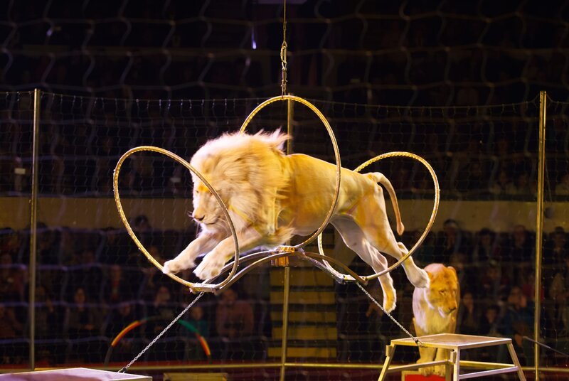 Lion performance in circus – Bild: Shutterstock /​ Shutterstock /​ Copyright (c) 2019 Norenko Andrey/​Shutterstock. No use without permission.