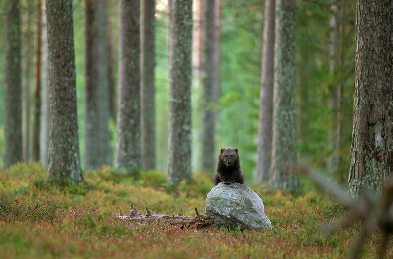 Vielfraße, auch Bärenmarder oder Räuber des Nordens genannt, sind wie gemacht für das Leben in den extremen Regionen des russisch-finnischen Grenzgebiets. – Bild: Alexander Sletten / © Alexander Sletten Vielfraße, auch Bärenmarder oder Räuber des Nordens genannt, sind wie gemacht für das Leben in den extremen Regionen des russisch-finnischen Grenzgebiets. – Bild: Alexander Sletten / © Alexander Sletten