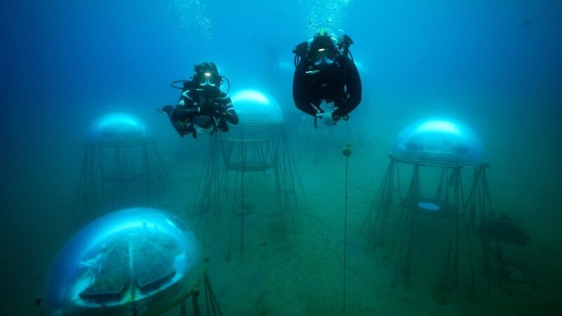 Profi-Taucher Luca Gamberini und sein Kollege unterwegs in ihrem Unterwassergarten. Mit im Gepäck: Basilikumsetzlinge. – Bild: ZDF und Sven Bender./Sven Bender Profi-Taucher Luca Gamberini und sein Kollege unterwegs in ihrem Unterwassergarten. Mit im Gepäck: Basilikumsetzlinge. – Bild: ZDF und Sven Bender./Sven Bender