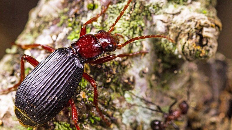 Bombardierkäfer setzen auf eine starke Defensive: Bei Gefahr können sie ein chemisches Wehrsekret aus ihrem Hinterleib abfeuern. – Bild: BILD