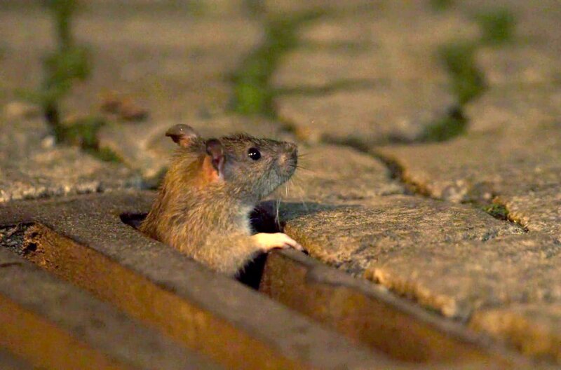 Die Ratten in der Berliner Kanalisation bekämpft man mit Rattengiften – trotz fataler Folgen für die Umwelt. – Bild: RBB /​ © Martin Langner/​Koberstein Film /​ © Martin Langner/​Koberstein Film