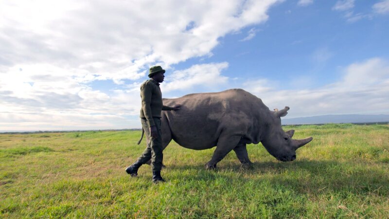 Ranger James Mwenda betreut die letzten beiden Nördlichen Breitmaulnashörner. Fatou ist erst 19 Jahre alt, also im besten Teenager-Alter. Außer ihrer Mutter Najin hat kein einziger von Fatous Artengenossen überlebt. – Bild: ORF/​BBC 2020/​Lee Jackson