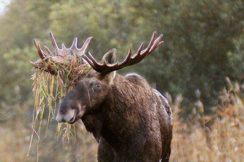 Die Elche von Matsalu - Estlands wilde Riesen – Bild: SRF1