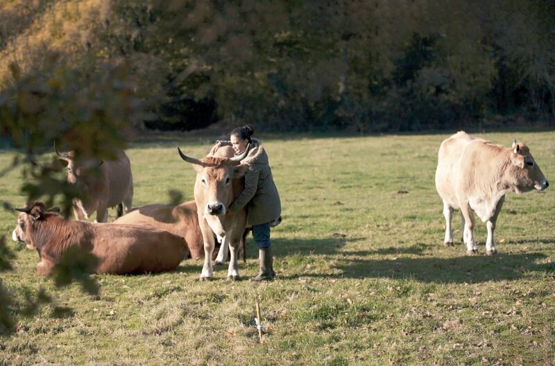 Kühe brauchen ausreichend Zeit zum Liegen, um gesund zu bleiben und Milch zu produzieren. – Bild: arte