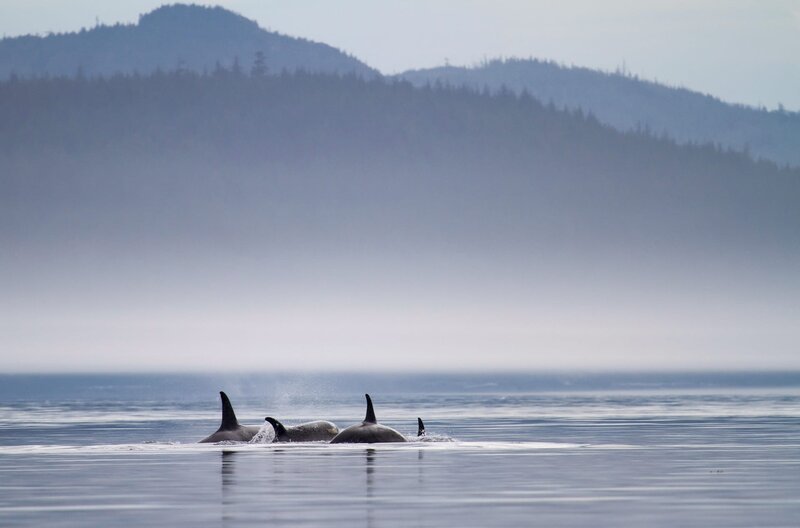 Im Sommer wandern Millionen Lachse in Alaska die Flüsse hinauf, um sich fortzupflanzen und schließlich zu sterben. Sie werden zu einer leichten Beute für Schwertwale, Seelöwen, Seehunde, Fischotter – und für Lachshaie. – Bild: arte