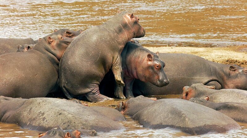 Hippos ganz nah – Bild: ZDF und WDR/​Tesche Dokumentarfilm.
