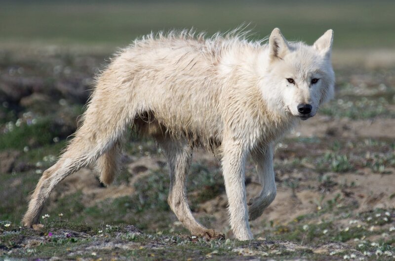Cory Trépanier durchquert mit seinem Team die Nord-West-Passage und beobachtet Wildtiere wie Wölfe und Bären. – Bild: arte Cory Trépanier durchquert mit seinem Team die Nord-West-Passage und beobachtet Wildtiere wie Wölfe und Bären. – Bild: arte