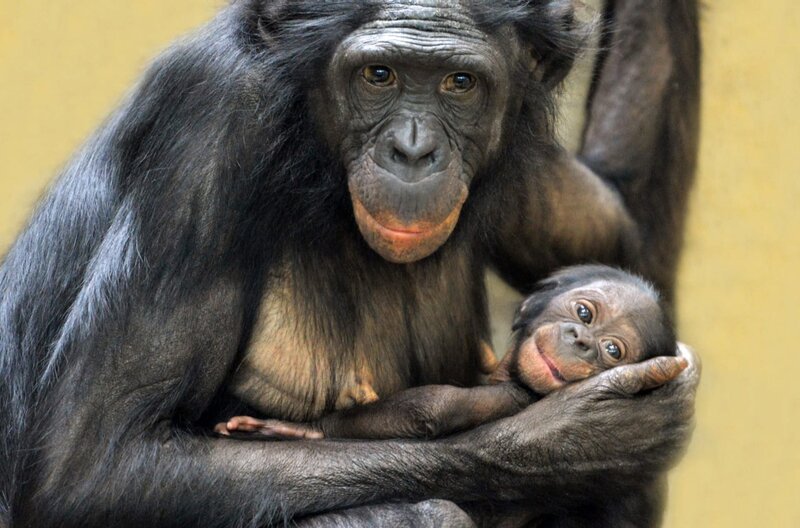 Eine Bonobomutter mit ihrem Kind: Forscher gehen davon aus, dass Bonobos der gemeinsamen Urform von Mensch und Menschenaffe am ähnlichsten sein könnten. – Bild: Anja Krug-Metzinger /​ © Anja Krug-Metzinger