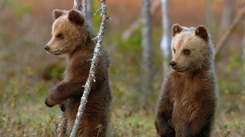 Kleine Bären ganz groß – neugierig stellen sich die Jungtiere auf die Hinterbeine, um mehr von ihrer Umgebung zu entdecken. – Bild: HR/​NDR/​Doclights GmbH NDR Naturfilm