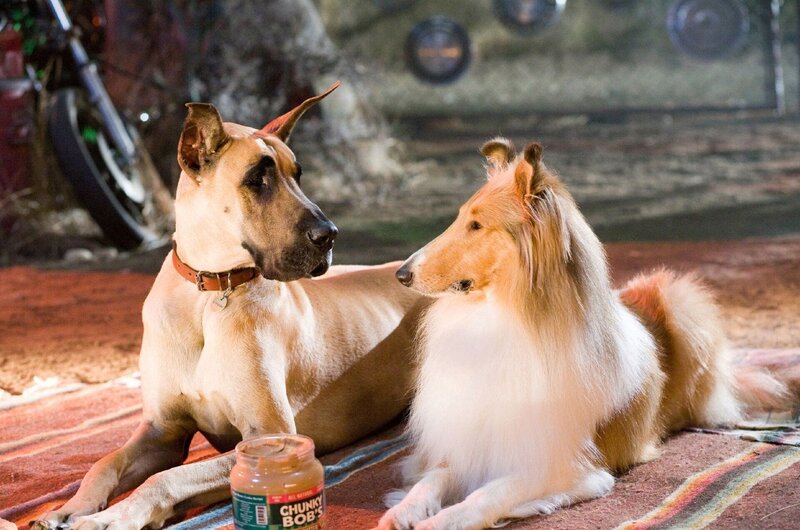 Marmaduke – Bild: RTL/​ © 2010 Twentieth Century Fox Film Corporation