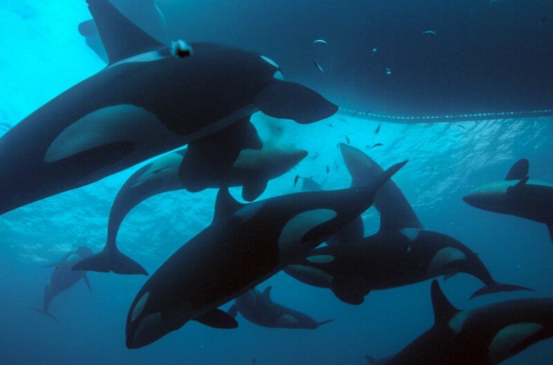 Eine Gruppe von Schwertwalen bei der Heringsjagd unter dem Rumpf eines Fischerbootes – Bild: arte