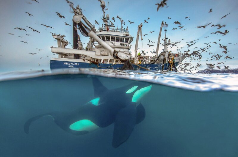 Ein Schwertwal frisst Heringe unter einem Fischerboot. Die Szene ist Teil eines beeindruckenden Phänomens: dem erbitterten Wettbewerb zwischen Orcas, Walen und Menschen um Heringe. – Bild: arte