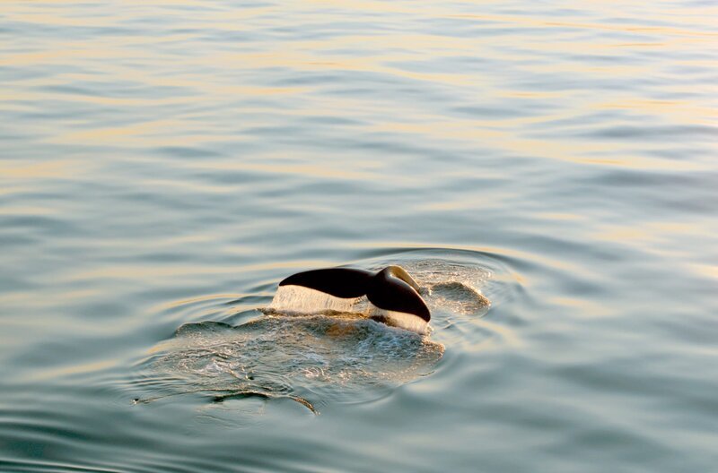 Nordatlantischer Glattwal bei Sonnenuntergang im Sankt-Lorenz-Golf: Noch immer gibt es viele Geheimnisse um ihn, doch die Art ist stark vom Aussterben bedroht. – Bild: SWR /​ © SWR/​HitPlay Productions /​ © SWR/​HitPlay Productions