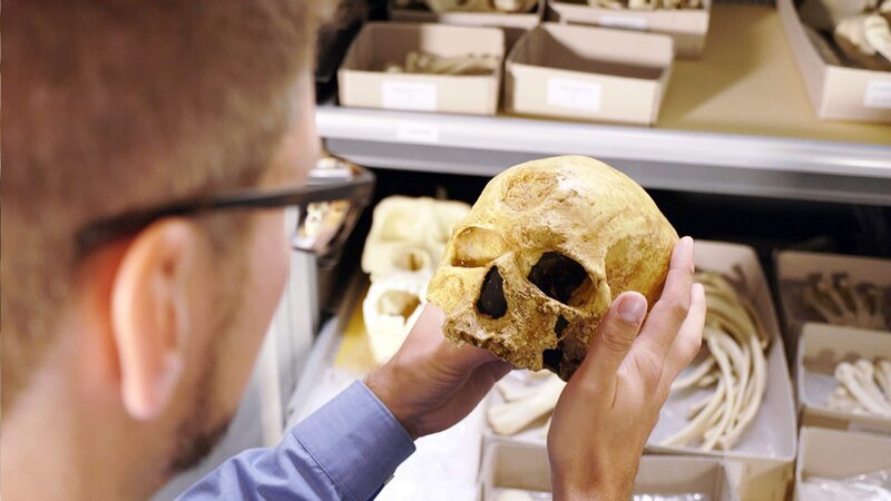 Die Punktmutation auf 11B muss mindestens vor Entwicklung des Neandertalers stattgefunden haben … …vermutlich bei einer Art des Homo Erectus. – Bild: BR/​Hoferichter & Jacobs/​MDR