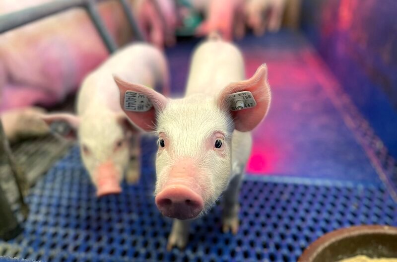 Neue Regeln sollen zu mehr Tierwohl im Stall führen, auch bei der „industriellen“ Schweinezucht. Wissenschaftler haben konkrete Lösungs- und Verbesserungsvorschläge erarbeitet. Nun geht es um die Umsetzung … – Bild: SWR