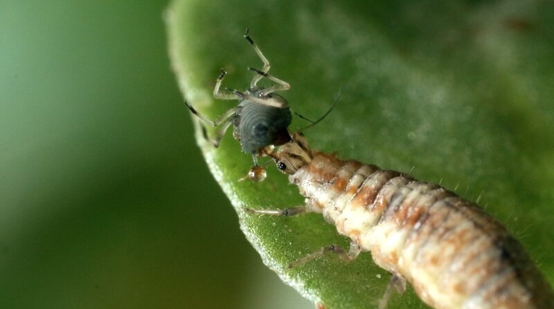 Naturwunder Gemüsegarten – Bild: BR/​SWR