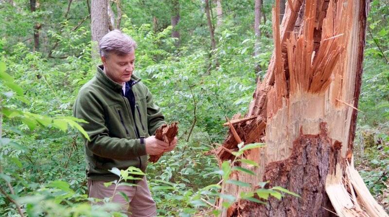 Eine Lerche ist im Trockenstress zusammengebrochen. Ohne Wasser kann sie kein Harz produzieren und sich nicht gegen Insekten wehren. – Bild: Jasmin Bergmann / BR, SWR / BR/SWR/Jasmin Bergmann Eine Lerche ist im Trockenstress zusammengebrochen. Ohne Wasser kann sie kein Harz produzieren und sich nicht gegen Insekten wehren. – Bild: Jasmin Bergmann / BR, SWR / BR/SWR/Jasmin Bergmann
