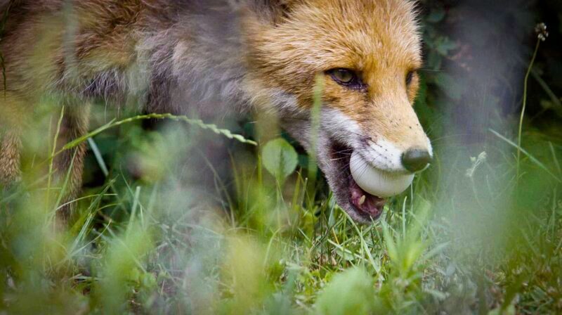 Der Fuchs begnügt sich mit dem Ei als Beute. – Bild: WDR