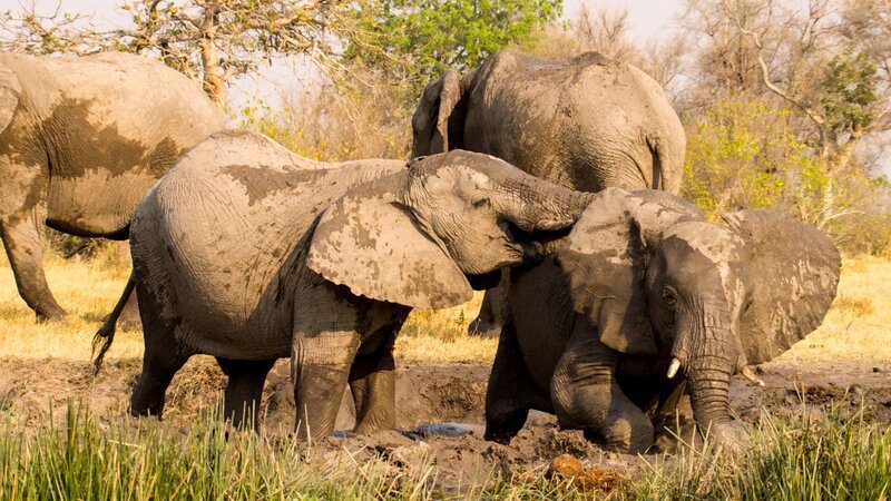 Elefanten graben ein Wasserloch im Okavango. Elefanten tun das während der Trockenzeit, um Zugang zu frischem Wasser zu erhalten. – Bild: ORF/​BBC/​Grab taken from screen.