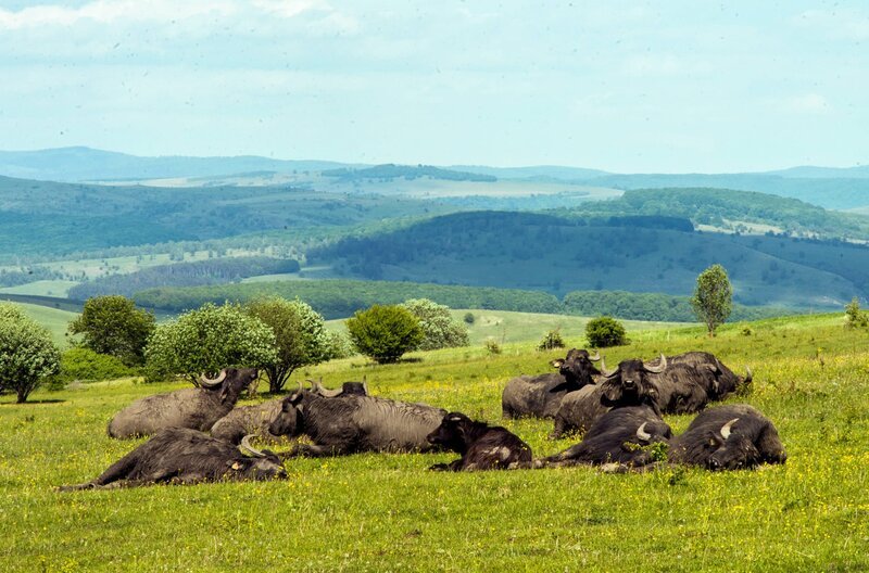 Im Hochland Transsylvaniens existieren noch großflächige Allmendeweiden, auf denen Rinder, Wasserbüffel und Pferde in kleinen Stückzahlen grasen – der Lebensraum des Orangeroten Heufalters. – Bild: Nautilusfilm / © Nautilusfilm Im Hochland Transsylvaniens existieren noch großflächige Allmendeweiden, auf denen Rinder, Wasserbüffel und Pferde in kleinen Stückzahlen grasen – der Lebensraum des Orangeroten Heufalters. – Bild: Nautilusfilm / © Nautilusfilm