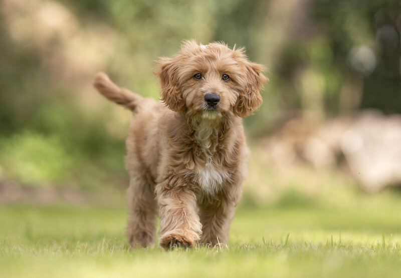 Der Welpentrainer Auf Die Pfoten Fertig Los Der Welpentrainer – Auf die Pfoten, fertig, los! Staffel 4