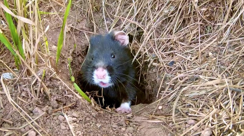 Der kleine Held vom Hamsterfeld – Bild: BR/​Capricornum Film/​MDR/​Julian Kolb/​Julian Kolb