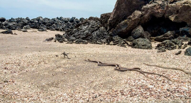 Frisch geschlüpfte Meerechse auf Fernandina, Galapagos – Die Meerechse kann im Meer nach Nahrung suchen, sie ist die einzige Art unter allen Echsen, die das tut. Dieses Exemplar wird kurz nach dem es geschlüpft ist von einer Horde Schlangen gejagt. – Bild: RTL /​ © BBC WORLDWIDE LIMITED MMXVII./​LEONINE Studios
