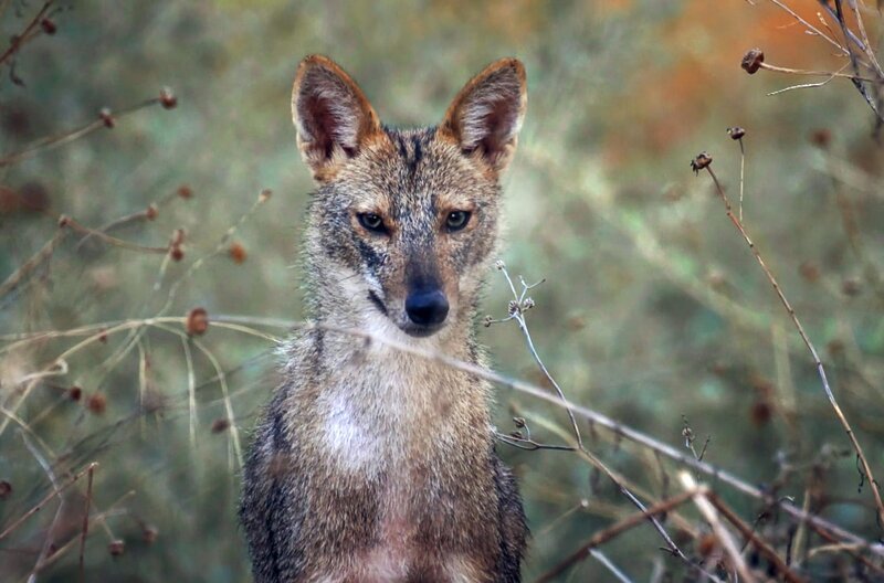 Ursprünglich stammt der Goldschakal aus Ostasien und der Balkanregion in Südosteuropa. Von dort aus breitet er sich seit Ende der 1980er Jahre bis nach West- und Nordeuropa aus. – Bild: Pond5 /​ © Pond5