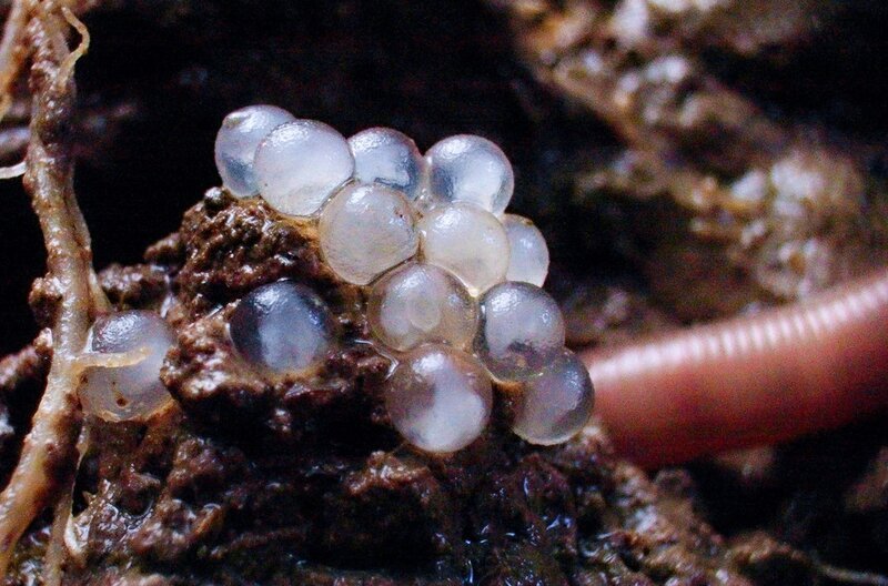 Regenwurmeier in der Erde: Unser Boden muss geschützt werden, denn geht er verloren, lässt er sich so schnell nicht wieder erneuern – es dauert an die 15.000 Jahre, bis sich ein Meter Boden bildet. – Bild: ZDF /​ © Ricardo Esteban Garzon Mesa /​ © Ricardo Esteban Garzon Mesa