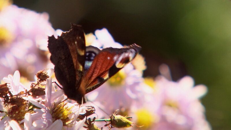 Schmetterling Pfauenauge. – Bild: ORF/ORF-Salzburg Schmetterling Pfauenauge. – Bild: ORF/ORF-Salzburg