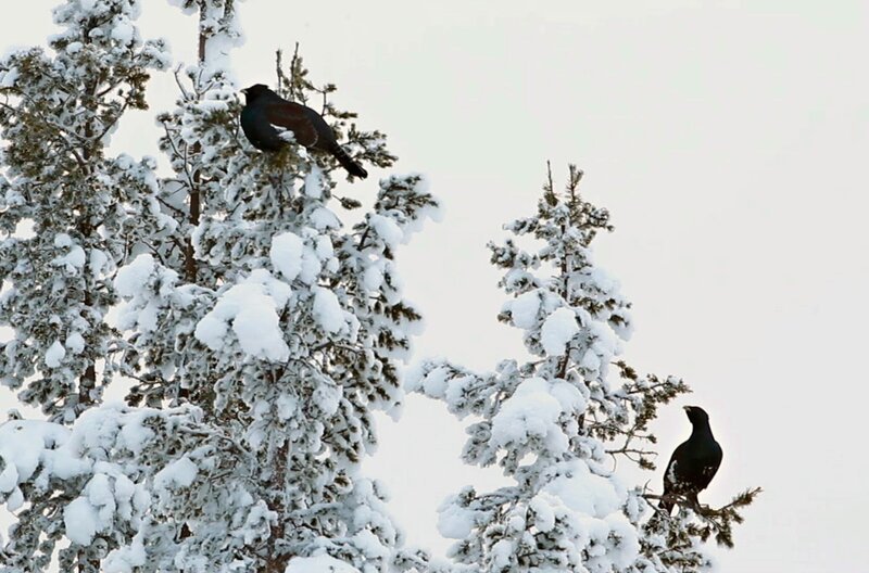 Im Winter stellen Auerhühner ihre Ernährung um und fressen hauptsächlich Knospen und Nadeln von Nadelhölzern. Um Energie zu sparen, verbringen sie die meiste Zeit in den Bäumen. – Bild: Kari Kemppainen /​ © Kari Kemppainen