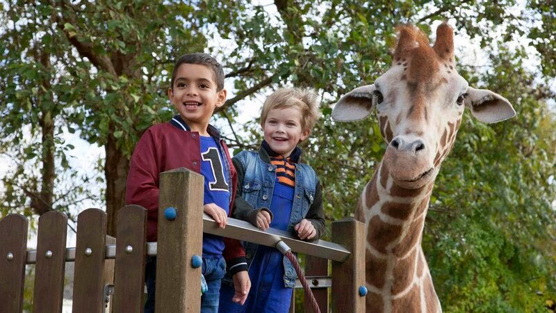 Dominik und seine besten Freunde, Yous und Raff. L-R: Rayan Belrhazi Alaoui als Yous, Liam de Vries als Patterson Pepps, Giraffe Raff – Bild: MDR/NDR/Lemmingfilm/Victor Arnolds Dominik und seine besten Freunde, Yous und Raff. L-R: Rayan Belrhazi Alaoui als Yous, Liam de Vries als Patterson Pepps, Giraffe Raff – Bild: MDR/NDR/Lemmingfilm/Victor Arnolds