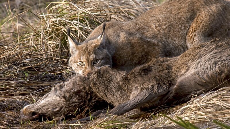 Der Wald der wilden Katzen – Bild: MDR/​Doclights/​Uwe Anders