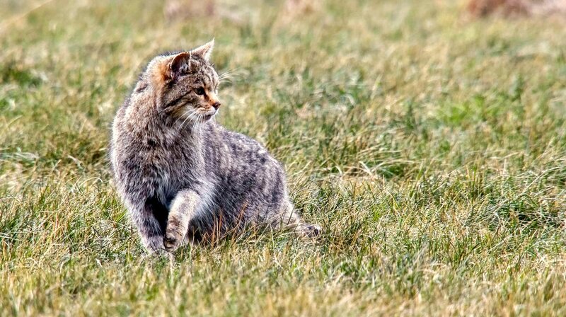 Mäusejagd nach Gehör: Wildkatzen nehmen selbst die geringsten Geräusche wahr. – Bild: MDR/Doclights/Uwe Anders Mäusejagd nach Gehör: Wildkatzen nehmen selbst die geringsten Geräusche wahr. – Bild: MDR/Doclights/Uwe Anders