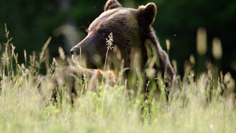 Die Rückkehr der Bären – Bild: ORF/​ZDF/​Jürgen Hansen/​Prospect TV Production