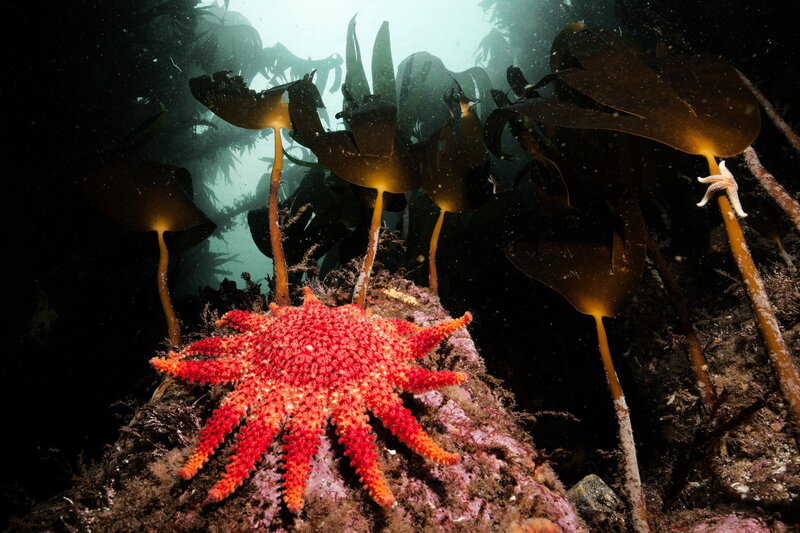 Die Magie der Fjorde – Bild: SRF1