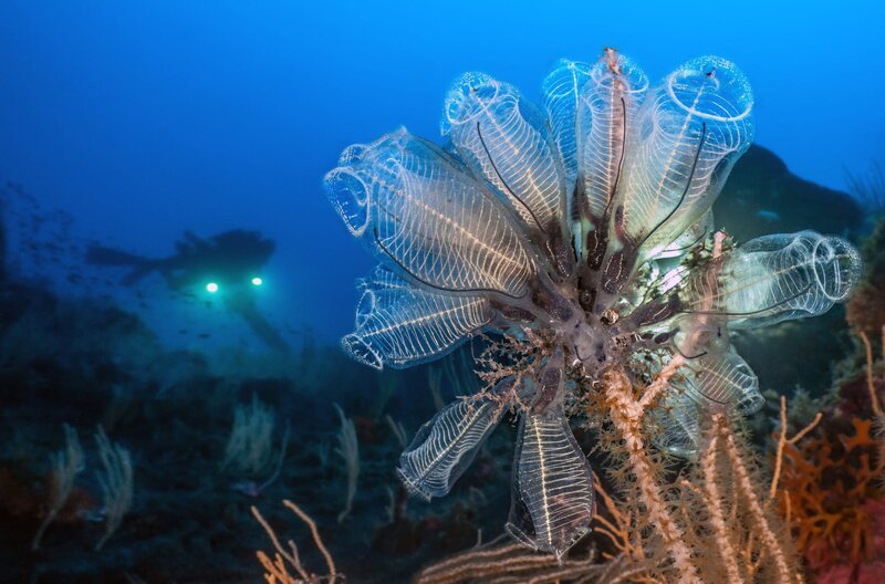 Während der Expedition werden nicht nur wertvolle wissenschaftliche Daten gesammelt, sondern die Forscher entdecken auch einzigartige Meereslandschaften. – Bild: Laurent Ballesta /​ © Laurent Ballesta