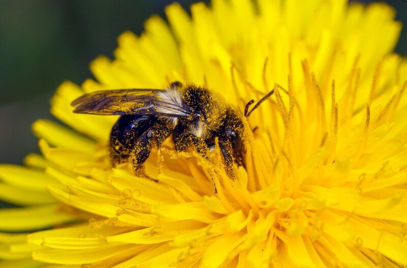 Mit Pollen bedeckte Biene in einer Löwenzahnblüte – Bild: Martin Dohrn /​ © Martin Dohrn