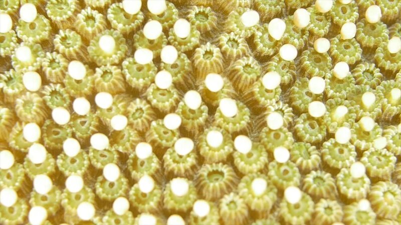 Die Karibik - Korallenriffe und Nebelwälder – Bild: Vanessa Cara-Kerr /​ BR /​ BR/​Vanessa Cara-Kerr