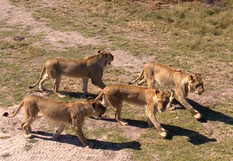 ARD/​SWR DAS WAISENHAUS FÜR WILDE TIERE FOLGE 20, „Abenteuer Afrika“, SWR Dokuserie mit 40 Folgen, deren Schauplatz die Tierrettungsstation „Harnas“ am Rand der afrikanischen Kalahari-Wüste ist, am Dienstag (24.01.12) um 16:10 Uhr im ERSTEN. Ein toller Anblick: die majestätischen jungen Löwen von Harnas. – Bild: SWR